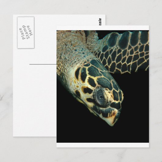 Hawksbill Angel Postkarte (Vorne/Hinten)