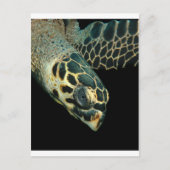 Hawksbill Angel Postkarte (Vorderseite)