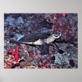 Hawksbill auf den Malediven Poster (Vorne)