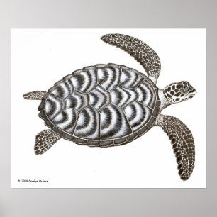 Hawksbill Meeresschildkröte-Druck Poster