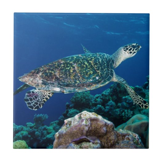 Hawksbill Meeresschildkröte-Great Barrier Reef Fliese (Vorderseite)