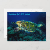 Hawksbill Meeresschildkröte-Great Barrier Reef Postkarte (Vorne/Hinten)