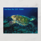 Hawksbill Meeresschildkröte-Great Barrier Reef Postkarte (Vorderseite)