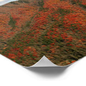 Hawksbill Mountain im Herbst, North Carolina Poster (Ecke)