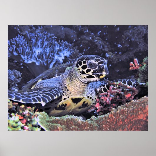 Hawksbill Portrait Poster (Vorne)