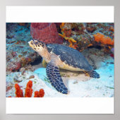 Hawksbill-Schildkröte Poster (Vorne)