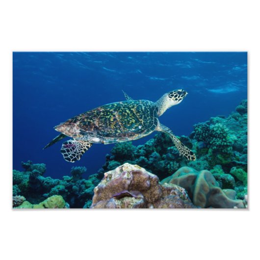 Hawksbill Sea Turtle Foto Print (Vorne)