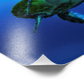 Hawksbill Sea Turtle Foto Print (Ecke)