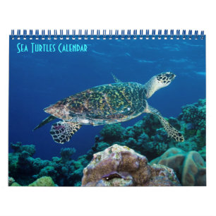Hawksbill Sea Turtle Great Barrier Reef Korallenme Kalender