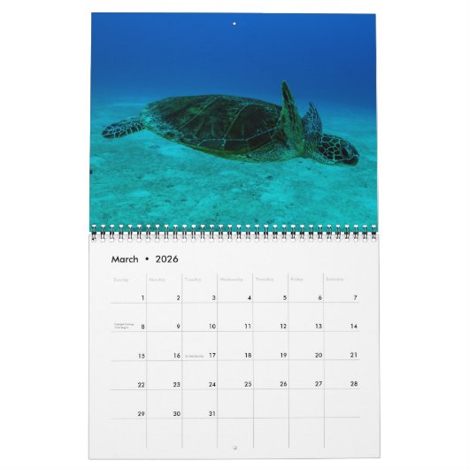 Hawksbill Sea Turtle Great Barrier Reef Korallenme Kalender (Mär 2026)