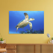 Hawksbill Sea Turtle Leinwanddruck (Insitu (Wohnzimmer))