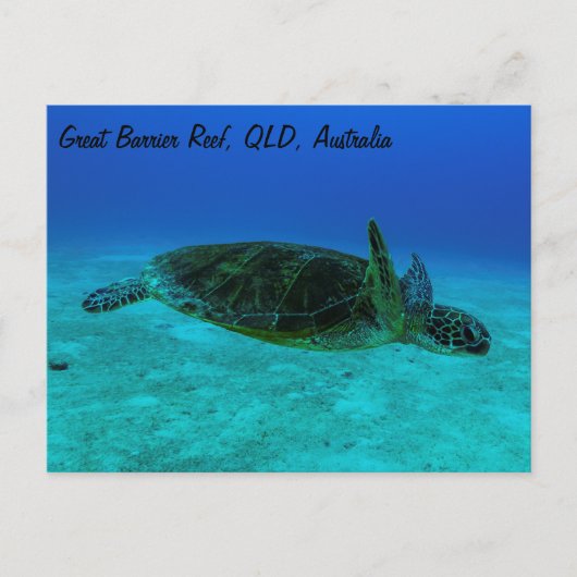 Hawksbill Sea Turtle Postcard Postkarte (Vorderseite)