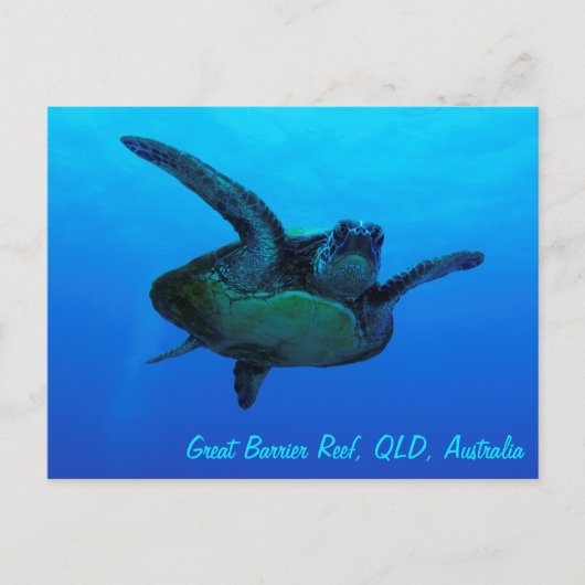 Hawksbill Sea Turtle Postcard Postkarte (Vorderseite)