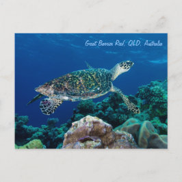 Hawksbill Sea Turtle Postcard Postkarte