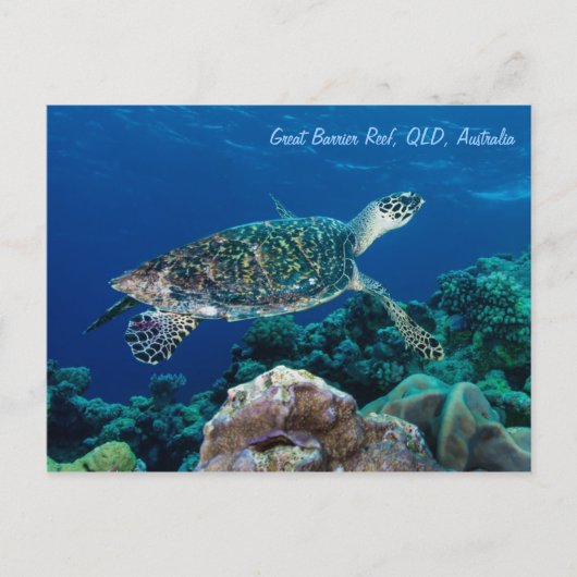 Hawksbill Sea Turtle Postcard Postkarte (Vorderseite)