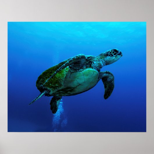 Hawksbill Sea Turtle Poster (Vorne)