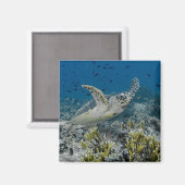 Hawksbill Sea Turtle Swimming Magnet (Vorderseite/Rückseite)