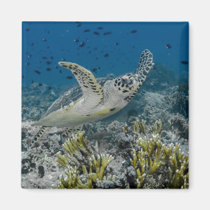 Hawksbill Sea Turtle Swimming Magnet