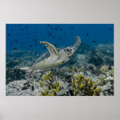 Hawksbill Sea Turtle Swimming Poster (Vorne)
