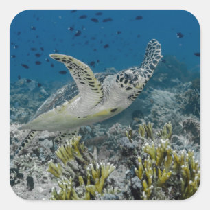 Hawksbill Sea Turtle Swimming Quadratischer Aufkleber
