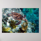 Hawksbill Sea Turtle, US-Jungfrau Islands Poster (Vorne)