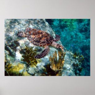 Hawksbill Sea Turtle, US-Jungfrau Islands Poster