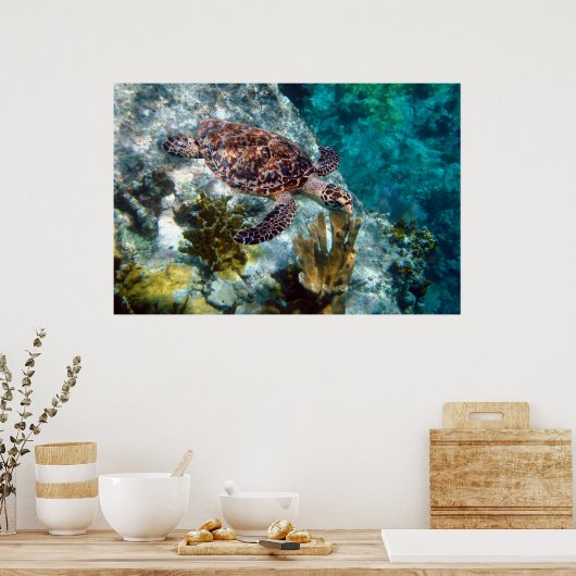 Hawksbill Sea Turtle, US-Jungfrau Islands Poster (Küche)