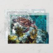 Hawksbill Sea Turtle, US-Jungfrau Islands Postkarte (Vorne/Hinten)