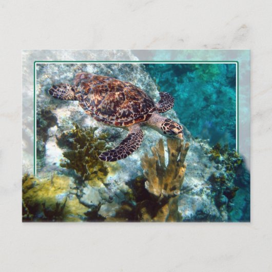 Hawksbill Sea Turtle, US-Jungfrau Islands Postkarte (Vorderseite)