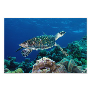 Hawksbill Seeschildkröte-Foto-Druck Fotodruck