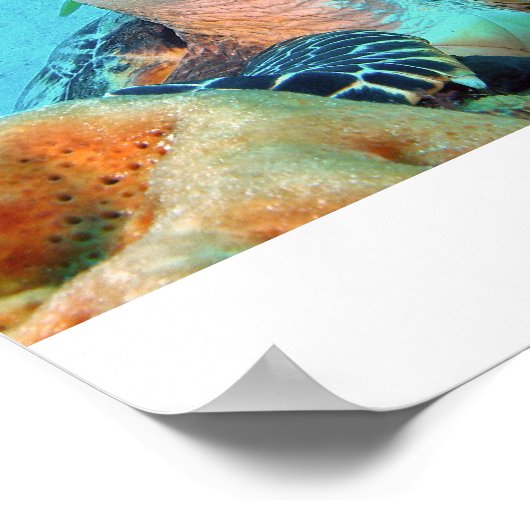 Hawksbill Turtle Poster (Ecke)