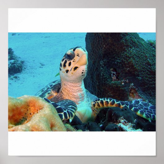 Hawksbill Turtle Poster (Vorne)
