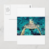 Hawksbill Turtle Postkarte (Vorne/Hinten)