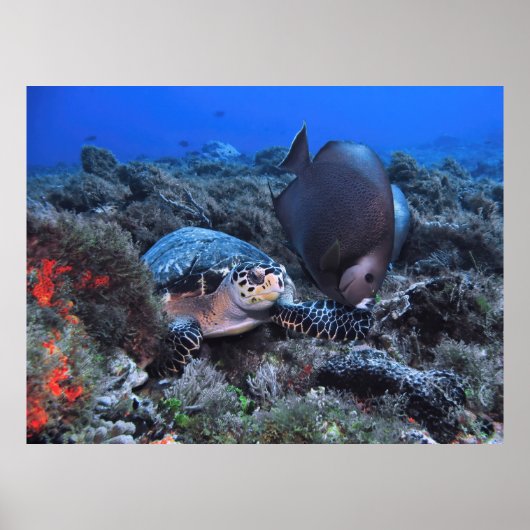 Hawksbill und Angelfish Poster (Vorne)