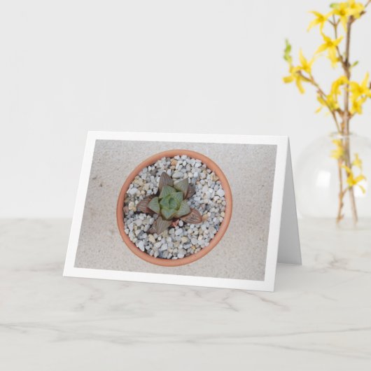 Haworthia cooperi, sukkulente Pflanze Karte (Gelbe Blume)