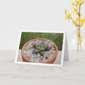 Haworthia cooperi, sukkulente Pflanze Karte (Gelbe Blume)