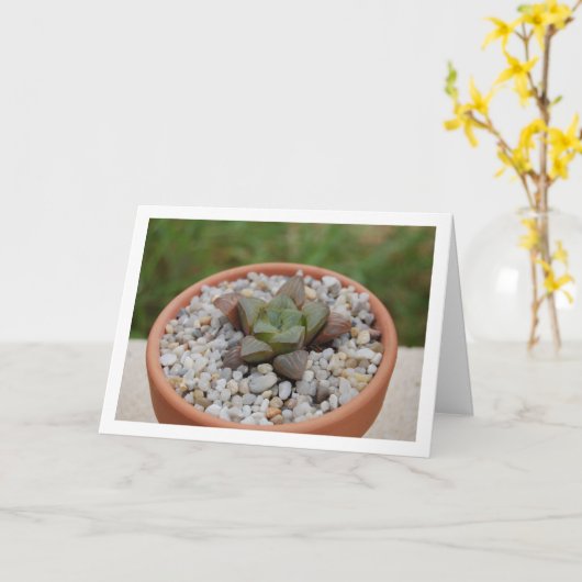 Haworthia cooperi, sukkulente Pflanze Karte (Gelbe Blume)