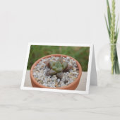 Haworthia cooperi, sukkulente Pflanze Karte (Vorderseite)