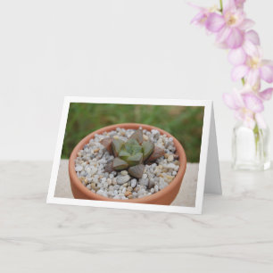 Haworthia cooperi, Sukkulentenpflanze Karte