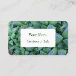 Haworthia Succulent Pflanze Business Cards Visitenkarte