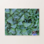 Haworthia Sukkulente Pflanze Gardener Puzzle (Horizontal)