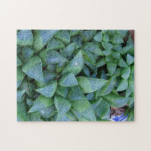 Haworthia Sukkulente Pflanze Gardener Puzzle (Horizontal)