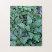 Haworthia Sukkulente Pflanze Gardener Puzzle (Vertikal)
