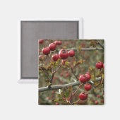 Hawthorn Berries Magnet (Vorderseite/Rückseite)