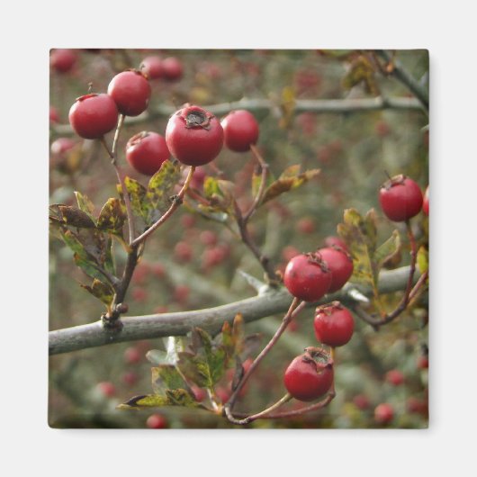 Hawthorn Berries Magnet (Vorne)