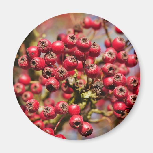 Hawthorn Berries Magnet (Vorne)