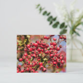 Hawthorn Berries Postcard Postkarte (Stehend Vorderseite)