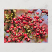 Hawthorn Berries Postcard Postkarte (Vorderseite)