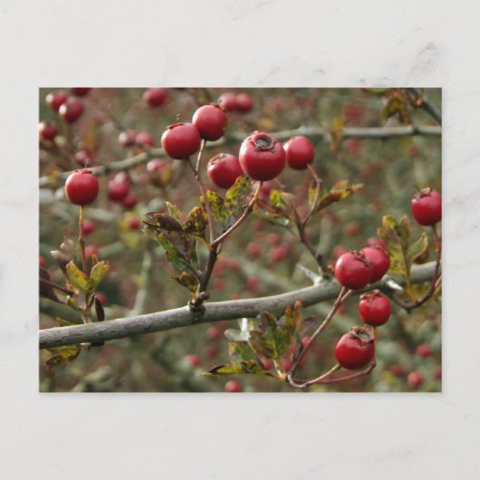 Hawthorn Berries Postcard Postkarte (Vorderseite)
