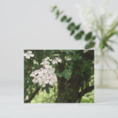 Hawthorn Blossom Postkarte (Stehend Vorderseite)